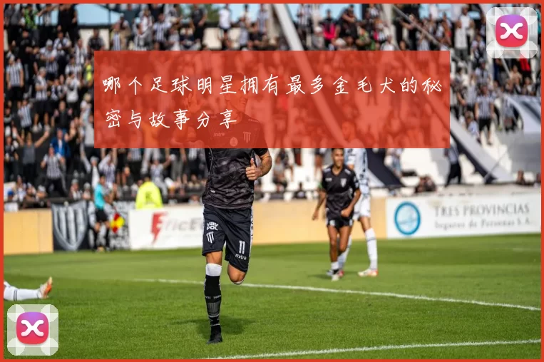 哪个足球明星拥有最多金毛犬的秘密与故事分享